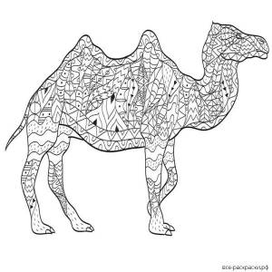 Раскраски животных верблюд