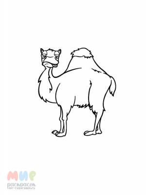 Раскраска Верблюд два горба тут