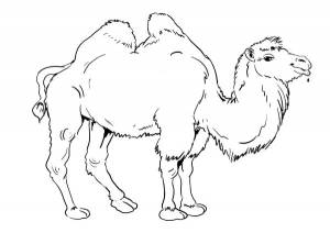 Раскраски животных верблюд