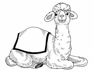 Раскраска Верблюд