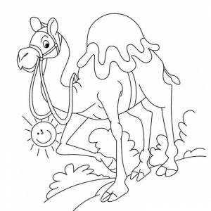 Раскраска счастливый верблюд в пустыни на солнце