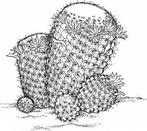 Раскраска Кактус