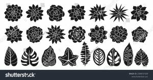 Суккуленты