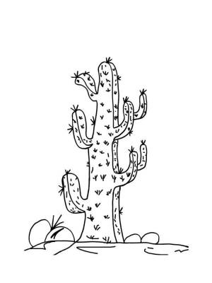 Раскраска Кактус