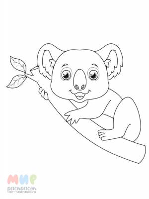 Раскраска Коала