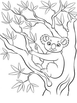 Раскраска Коала