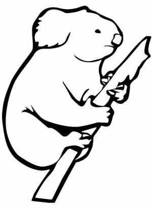 Раскраски коалы, poisk