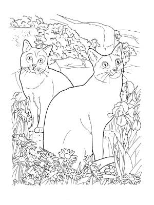 Коты породы Корат