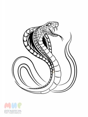 Раскраска Змея кобра