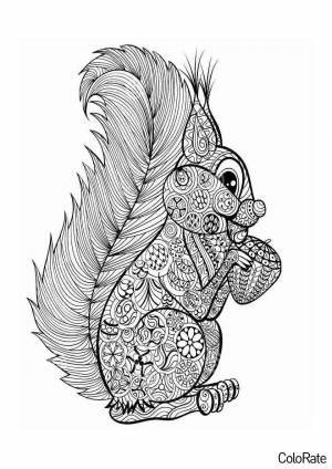 Раскраска Антистресс белочка