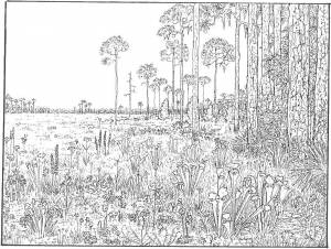 Раскраски Раскраска Природа раскраски антистресс