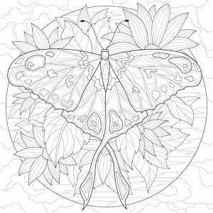 Бабочка и цветы