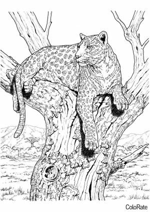 Раскраска Расслабленный леопард