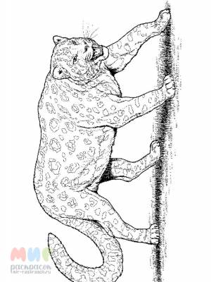 Раскраска Леопард