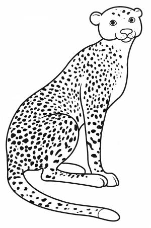 Дальневосточный леопард раскраска
