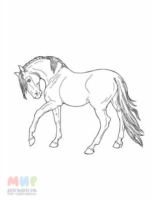 Раскраска Лошадь в поле быстро скачет