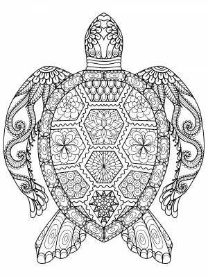 Взрослый Раскраски антистресс Море   раскраски и PNG шаблоны