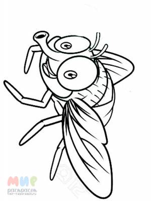 Раскраска Муха