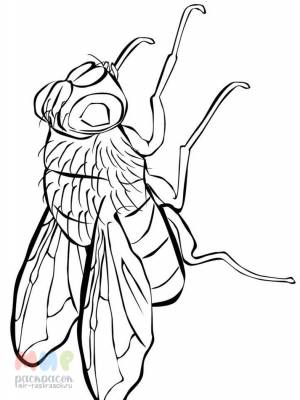 Раскраска Муха