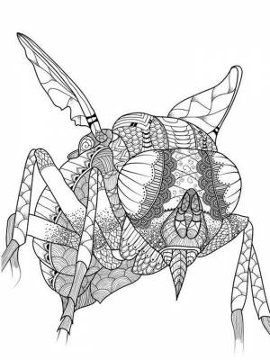 Раскраска Насекомые Антистресс  картинку