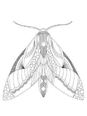 Раскраска Насекомые Антистресс для мальчиков