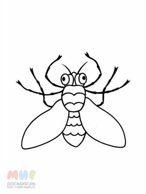 Раскраска Муха цокотуха же