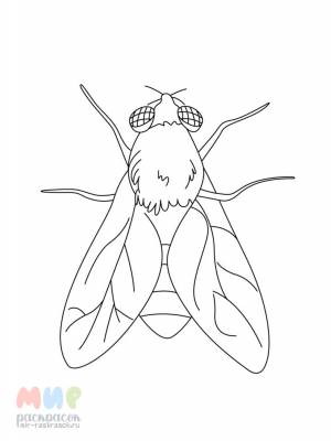 Раскраска Муха цокотуха же