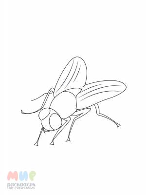 Раскраска Муха цокотуха же