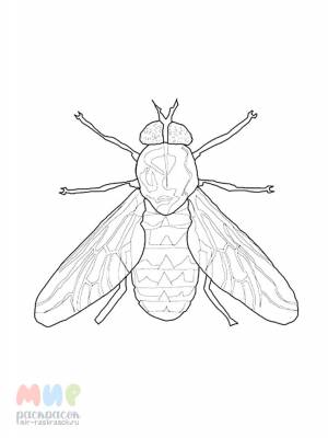 Раскраска Муха цокотуха же