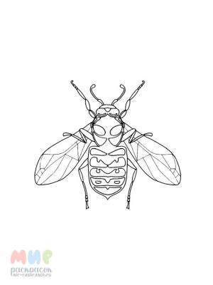 Раскраска Муха цокотуха же