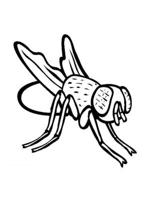 Раскраски Муха