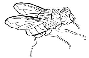 Раскраска № 3842