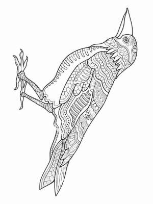 Раскраски Ворона Антистресс