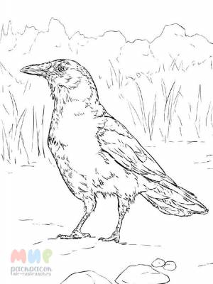 Раскраска Ворона