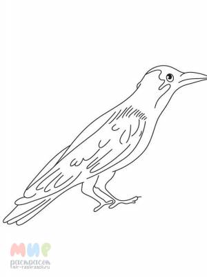 Раскраска Ворона