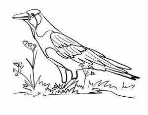 Раскраска Ворона