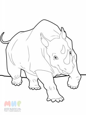 Раскраска Носорог