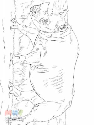 Раскраска Носорог