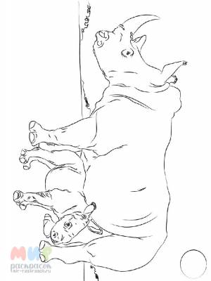 Раскраска Носорог