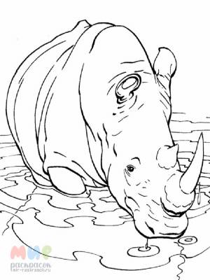 Раскраска Носорог почесал рогом бок