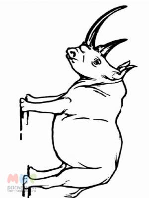 Раскраска Носорог