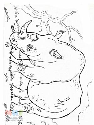 Раскраска Носорог почесал рогом бок