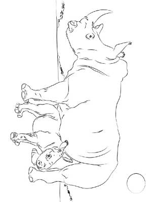 Раскраски Носорог