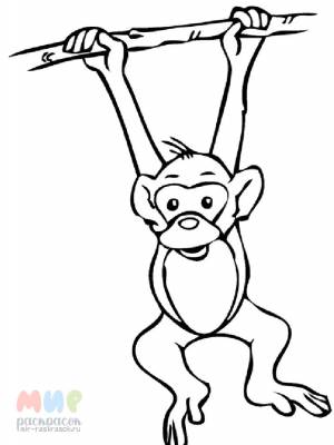 Раскраска Обезьяна