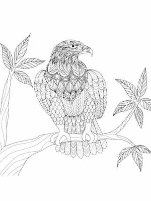 Eagle coloring pages for Adults