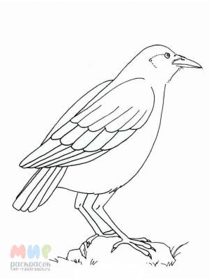 Раскраска Ворона
