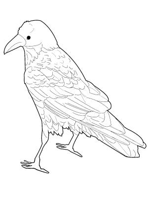 Ворона раскраска