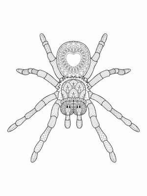 Раскраски Паук Антистресс
