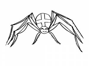 Раскраска Паук