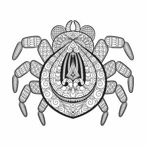 Раскраски Антистресс паук